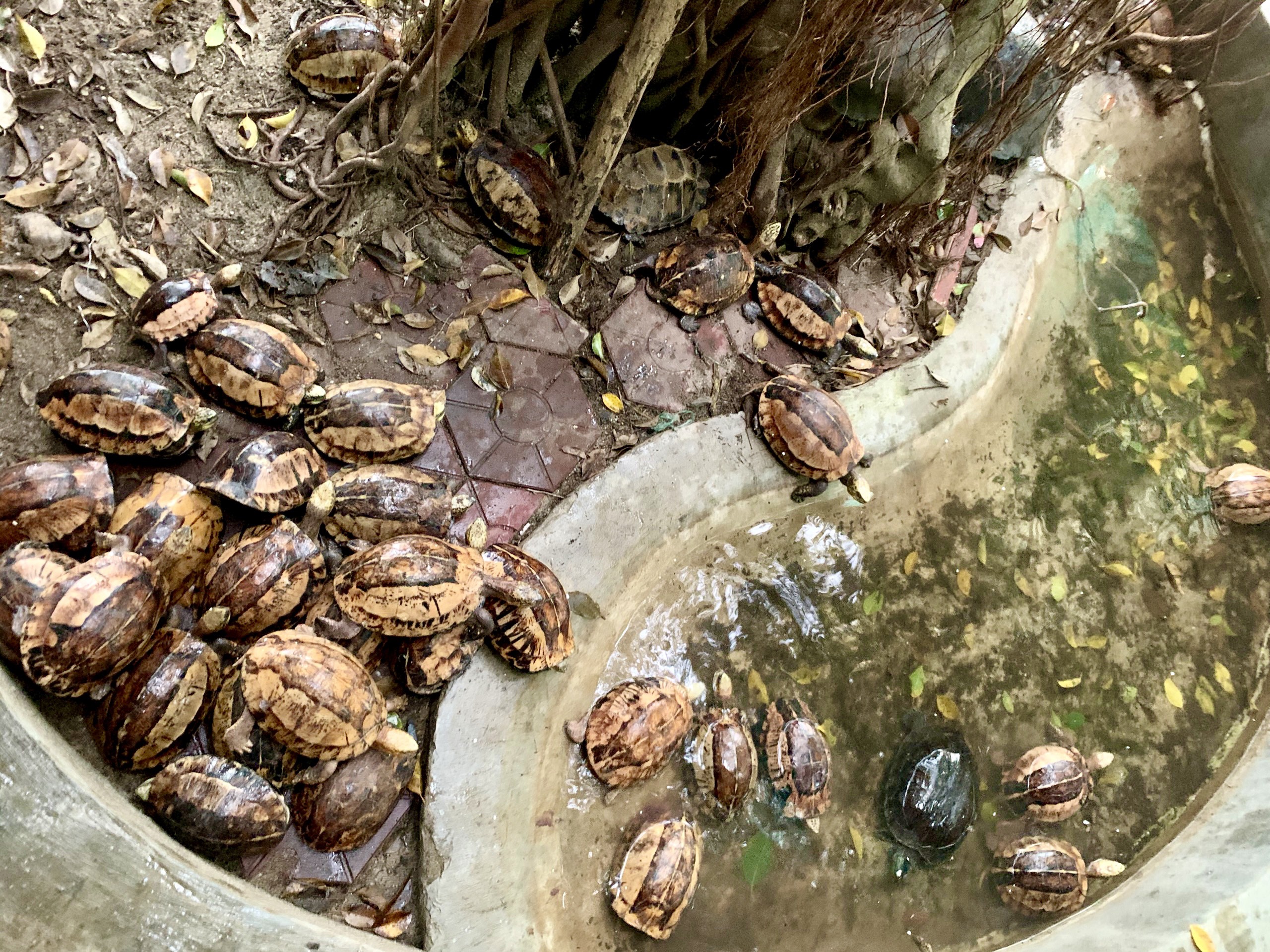 Vườn Quốc gia Vũ Quang tiếp nhận 44 cá thể Rùa nguy cấp để tái thả về môi trường tự nhiên