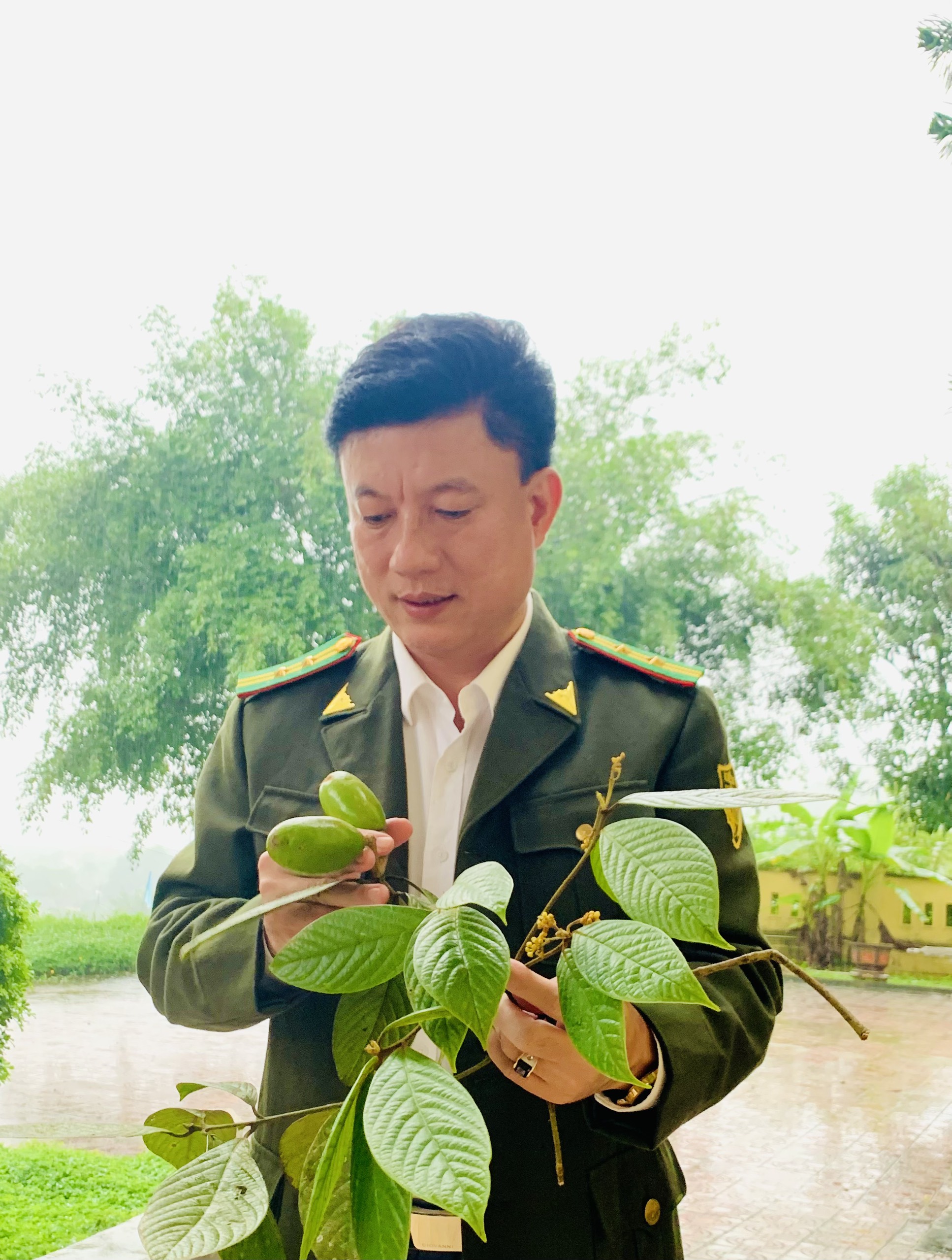 beilschmiedia danhkyii một loài thực vật mới cho thế giới khoa học được phát hiện tại Vườn Quốc gia Vũ Quang - Hà Tĩnh