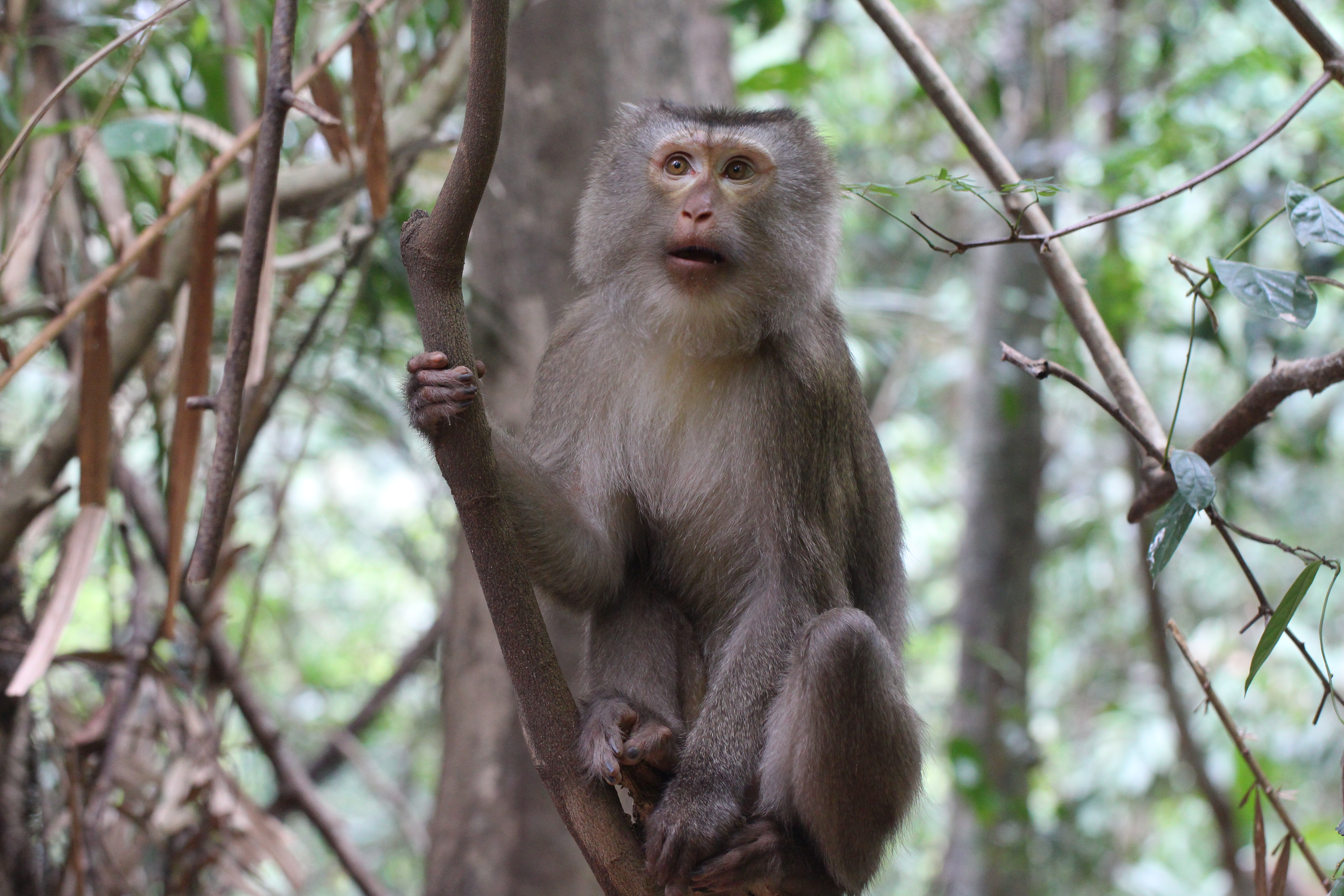 Vườn Quốc gia Vũ Quang - Nơi trở về của những “Mảnh đời” động vật hoang dã